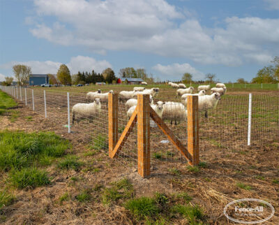 sheep & goat fence