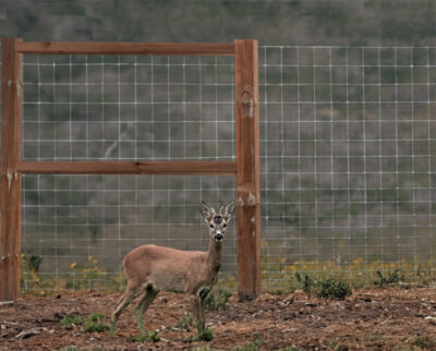 wildlife terminal w/braces