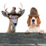 deer and dog