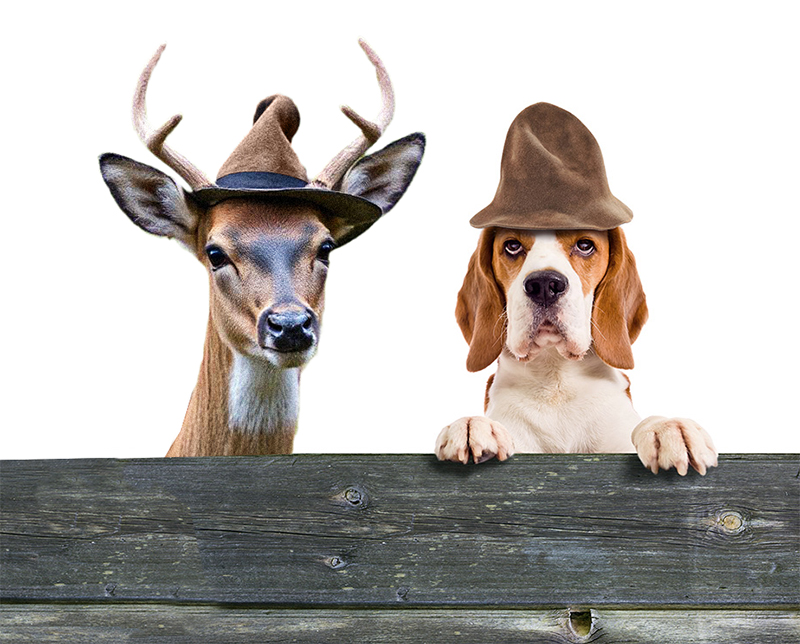 deer and dog