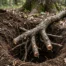 tree roots